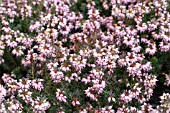 ERICA PHOEBE,  WINTER FLOWERING HEATHER, JANUARY