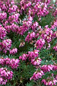 ERICA CARNEA NATHALIE