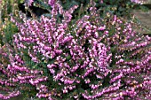 ERICA X DARLEYENSIS KRAMERS ROTE (RED)