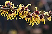 HAMAMELIS ORANGE BEAUTY