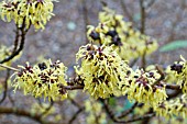 HAMAMELIS SUNBURST