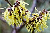 HAMAMELIS SUNBURST