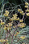 HAMAMELIS PALLIDA