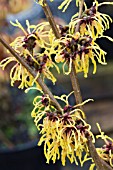 HAMAMELIS VESNA