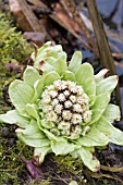 PETASITES ALBUS