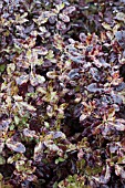 PITTOSPORUM TENUIFOLIUM TOM THUMB