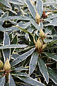 RHODODENDRON PONTICUM SILVER EDGE