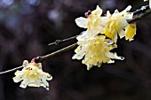 CHIMONANTHUS PRAECOX LUTEUS