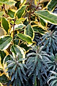 EUPHORBIA WULFENII & ELEAGNUS X EBBINGEI GILT EDGE