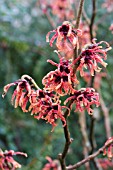 HAMAMELIS DIANE