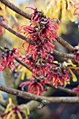 HAMAMELIS RUBIN