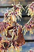 HAMAMELIS VESNA (PALE FORM)