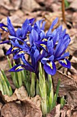 IRIS RETICULATA HARMONY