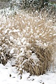 PENNISETUM VILLOSUM