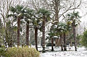 TRACHYCARPUS FORTUNEI