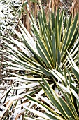 YUCCA FILAMENTOSA VARIEGATA