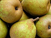 PEAR COMICE (PYRUS COMMUNIS)