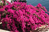 BOUGAINVILLEA GLABRA MAGNIFICA