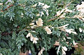 JUNIPERUS CHINENSIS EXPANSA VARIEGATA