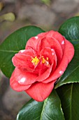 CAMELLIA JAPONICA ADOLPHE AUDUSSON VARIEGATA