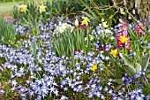 CHIONODOXA LUCILLAE, NARCISSUS, HYACINTHUS & PRIMULA