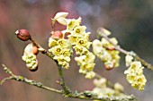 CORYLOPSIS SINENSIS VAR. SINENSIS (WILLMOTTIAE)