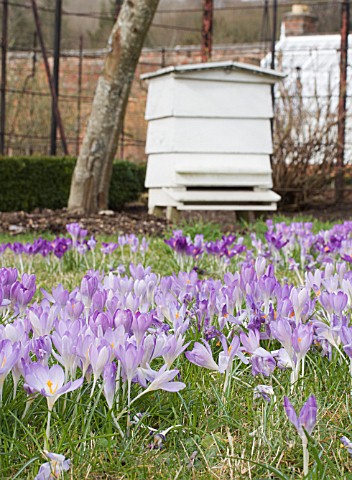 CROCUS_TOMMASINIANUS