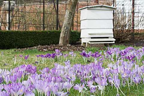 CROCUS_TOMMASINIANUS