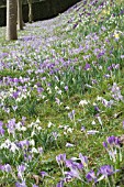 CROCUS & GALANTHUS