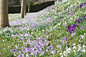 CROCUS & GALANTHUS