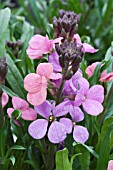 ERYSIMUM JENNY BROOK