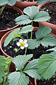 FRAGARIA VESCA ELSANTA