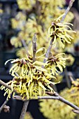 HAMAMELIS WESTERSTEDE