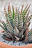 HAWORTHIA ATTENUATA