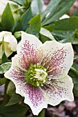 HELLEBORUS ORIENTALIS