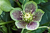 HELLEBORUS ORIENTALIS