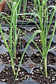 ALLIUM PORRUM - LEEKS