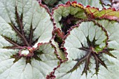 BEGONIA REX NAMUR