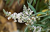 BUDDLEJA ASIATICA (AGM)