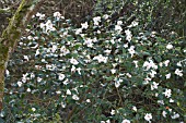 CAMELLIA CUSPIDATA X SALUENENSIS CORNISH SNOW