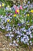 CHIONODOXA LUCILLAE, NARCISSUS, HYACINTHUS & PRIMULA