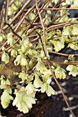 CORYLOPSIS PAUCIFLORA