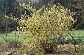 CORYLOPSIS PAUCIFLORA