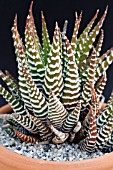 HAWORTHIA ATTENUATA