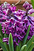 HYACINTHUS ORIENTALIS WOODSTOCK