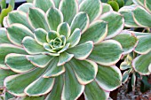 AEONIUM SUNBURST