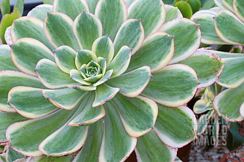 AEONIUM_SUNBURST