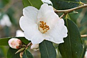 CAMELLIA CUSPIDATA X SALUENENSIS CORNISH SNOW