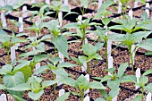 CAPSICUM ANNUUM