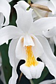 COELOGYNE CRISTATA GLACIER MINT